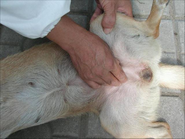 狗狗的膀胱在哪里,狗狗的膀胱在哪里图片,狗狗膀胱长息肉怎么治疗？