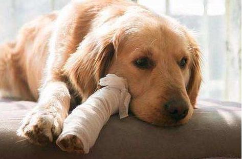 狗狗风湿的症状有哪些,狗狗风湿的症状有哪些表现,狗狗呼吸急促坐立不安？
