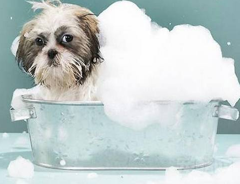 狗狗洗澡会感冒吗,狗狗洗澡会感冒吗?,为什么狗洗澡之后会发抖？