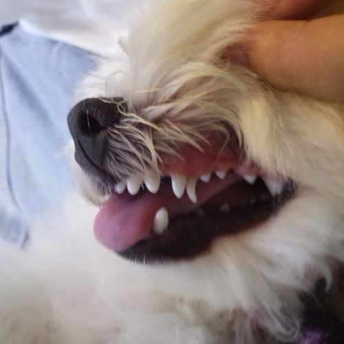 狗狗双排牙自己会掉吗,狗狗双排牙自己会掉吗,牙已经活动了,狗狗的牙齿为什么是双排的？