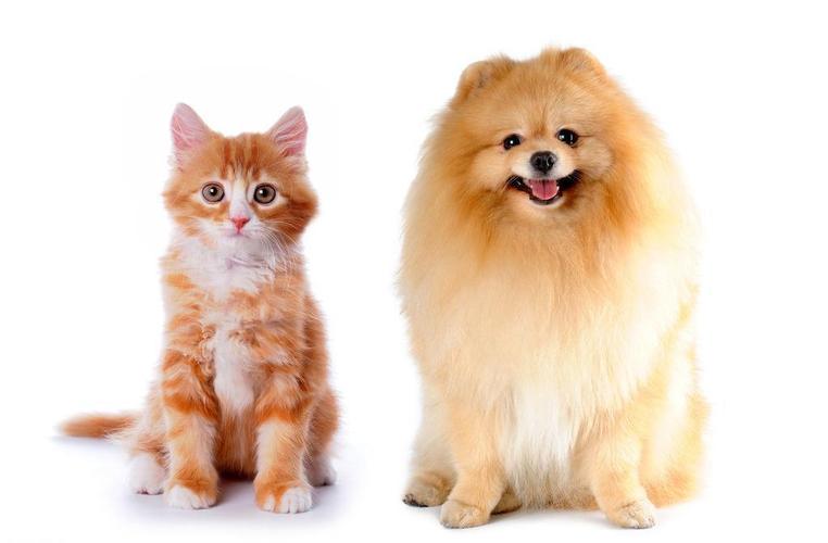 小狗狗有哪些品种,小狗狗有哪些品种图片,猫咪的品种有哪些？