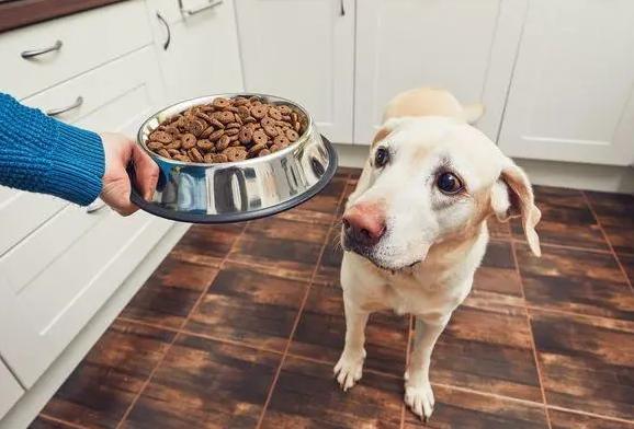 狗狗需要经常换狗粮吗,一款狗粮吃多久建议更换,狗狗几个月可以换吃成犬狗粮？