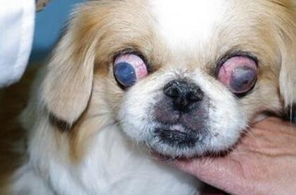 狗狗角膜炎能自愈吗,狗狗角膜炎多久能恢复,狗得了结膜炎可以自愈吗？