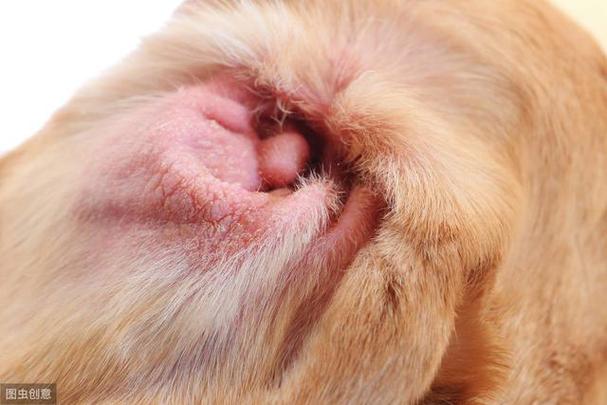 狗狗耳炎的症状有哪些,狗狗耳炎的症状有哪些表现,金毛中耳炎多久能全好？