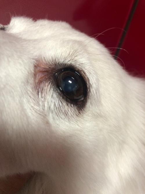 狗狗眼部疾病有哪些,狗狗眼部疾病有哪些症状,狗狗青光眼和白内障的区别？