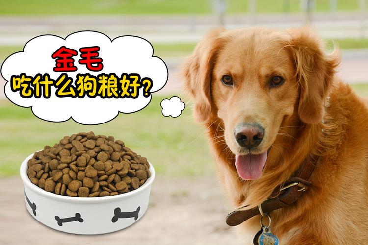多大的狗狗可以吃干狗粮,多大的狗狗可以吃干狗粮了,金毛幼崽几个月可以吃干狗粮？
