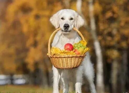 狗狗可以吃的水果有哪些,狗狗可以吃的水果有哪些图片,对狗狗最好的三种水果？