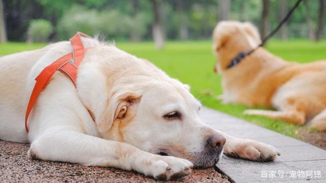 狗狗热死的症状有哪些,狗狗热死的症状有哪些身体会发紫吗,幼犬夏天会热死吗？