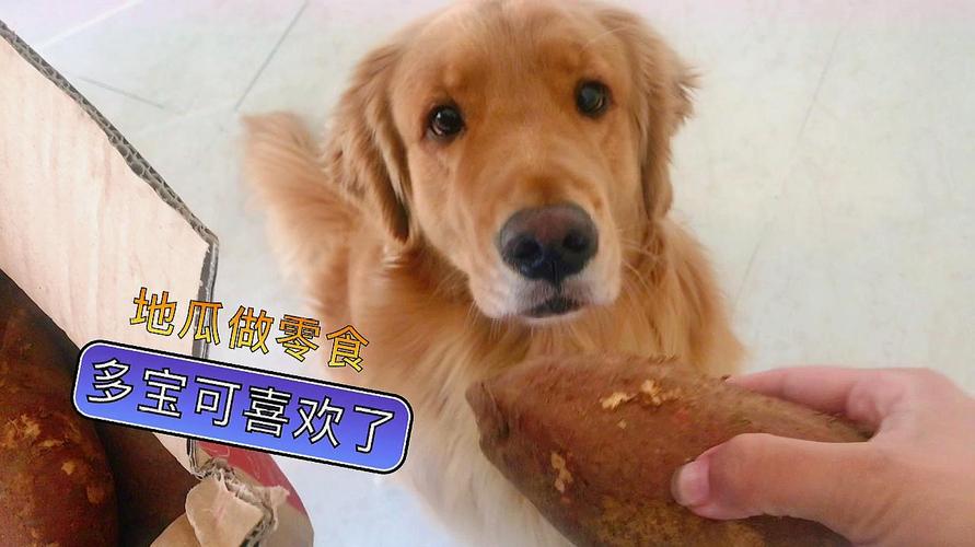 狗狗吃生红薯,狗狗吃生红薯可不可以的,一个月大的狗狗能吃红薯吗？
