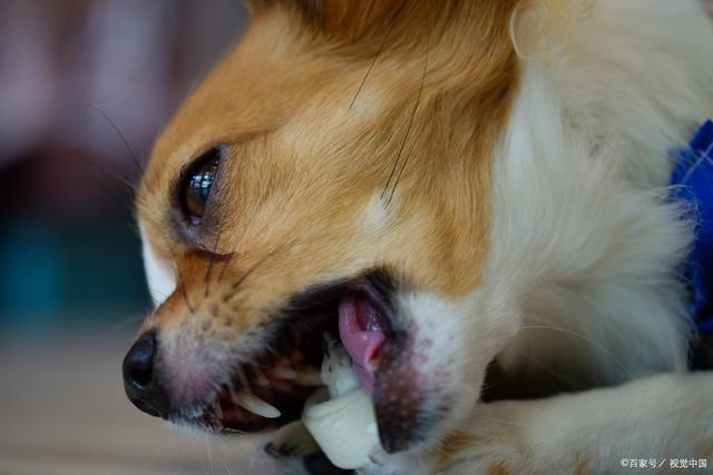 狗狗舔伤口到底好不好,小伤口被自家的狗舔了,狗狗指甲受伤的伤口怎么一直舔？