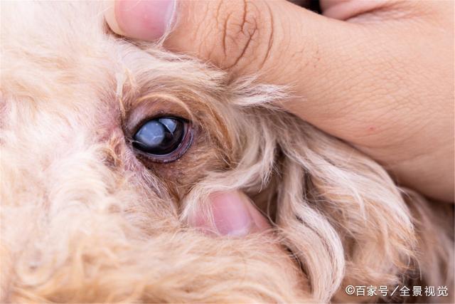 狗狗肝炎的早期症状,狗狗肝炎的早期症状有哪些,狗狗的眼睛变蓝是瞎了吗？