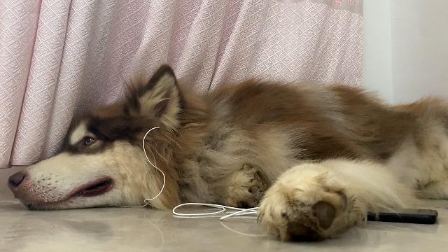 狗狗听了会舒服的音乐,狗狗听了会舒服的音乐名叫什么,狗狗喜欢听音乐吗?给它放点什么音乐好呢？