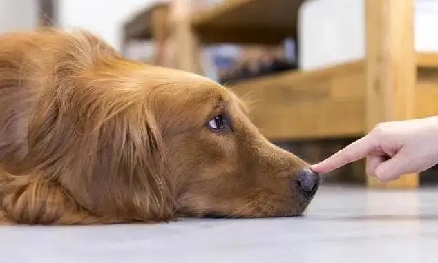 狗狗的唾液有细菌吗,狗狗的细菌会传染给人吗,动物唾液有毒吗？