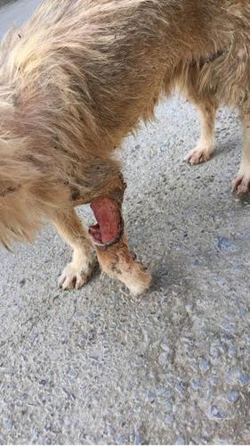 狗狗自己舔伤口会好吗,狗狗外伤露肉能自愈吗,旧的伤口被狗舔了，用注射疫苗吗？