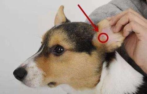 狗狗的头能打吗,小狗狗头能打吗,狗的耳朵被人打发炎了怎么办应该吃什么药？