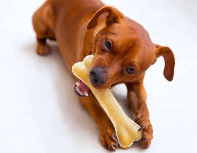 狗狗吃骨头不消化症状,狗狗吃骨头不消化症状怎么办,狗狗误食排骨，一直吐怎么办？