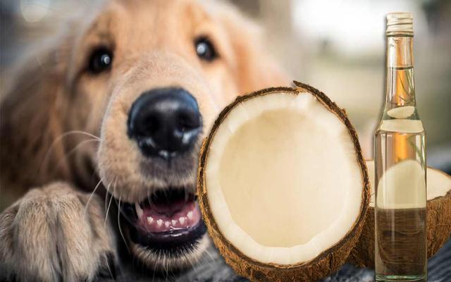狗狗能不能吃椰子肉,狗狗能不能吃椰子肉和椰肉,狗可以喝椰汁吗？