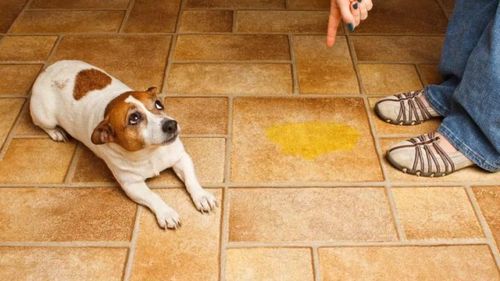 狗狗膀胱炎会不会自愈,母狗膀胱炎症状表现,狗狗血尿但却还精神？