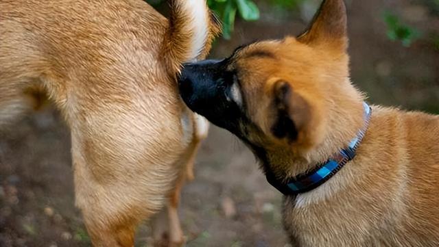 狗狗体味重,狗狗体味重怎么去除,公狗与母狗哪个体味轻？