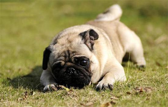 狗狗体味重,狗狗体味重怎么去除,幼犬的臭味如何消除？