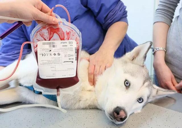 狗狗输血有风险吗,狗狗输血有风险吗会出现哪些副作用,狗狗患了犬温热，请问输血管用吗，有没有血型之分啊？