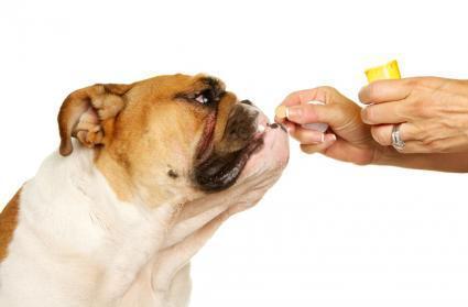 狗狗吃驱虫药过量表现,狗狗吃驱虫药过量表现怎么办,狗狗吃驱虫药后的反应有哪些？