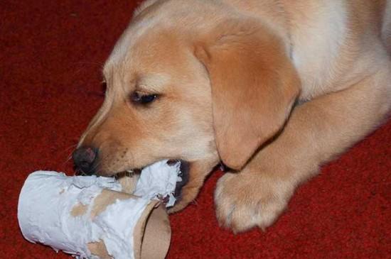 狗狗爱吃纸,狗爱吃纸是怎么回事,狗狗吃纸是为什么?缺什么了吗？