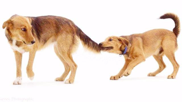 狗狗总是咬尾巴,狗狗总是咬尾巴怎么回事,狗狗一直咬自己尾巴是什么意思？