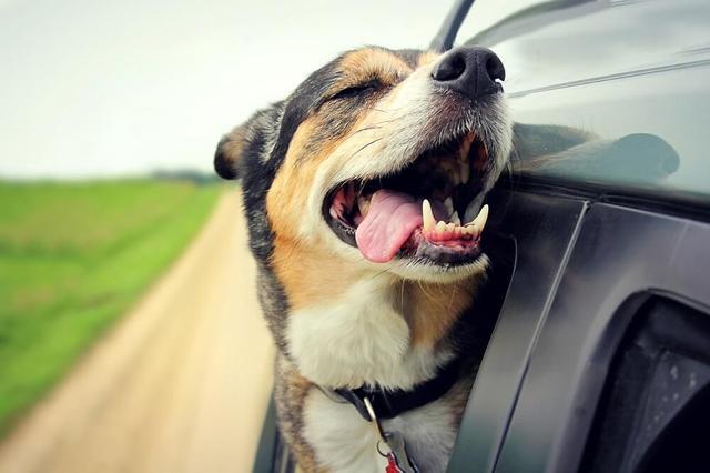 狗狗能坐车吗,狗狗能坐车吗?,宠物可以上出租车吗？