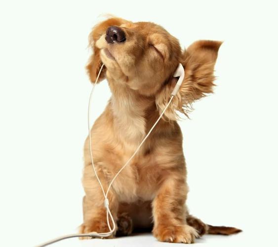 狗狗能听懂的音乐,狗狗能听懂的音乐有哪些,狗狗会听歌么？
