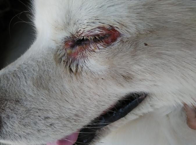 狗狗眼睛有脓,狗狗眼睛有脓性分泌物,狗狗眼睛不知道怎么了肿胀流脓，急，急，急？