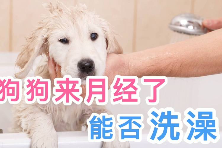 狗狗来月经了能否洗澡,狗狗来月经了能否洗澡狗狗来月经一般要几天能完,狗狗生理期怎么办，需要注意些什么？
