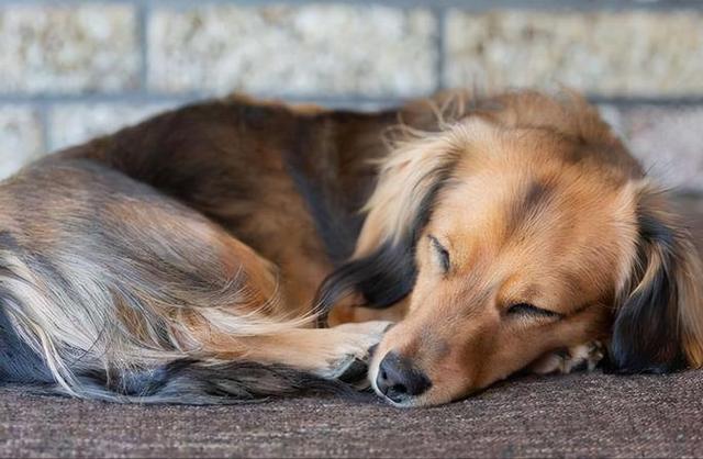 狗狗蜷缩着睡是冷吗,狗狗蜷缩着睡觉是不是冷,一个月小狗睡觉怕冷吗？