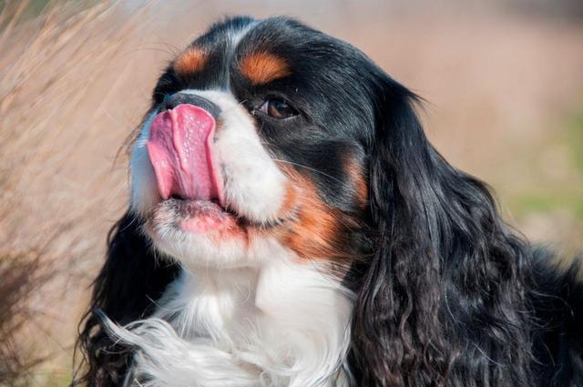 狗狗一直舔鼻子咽口水,狗狗一直舔鼻子咽口水没有精神,狗为什么喜欢舔鼻子？