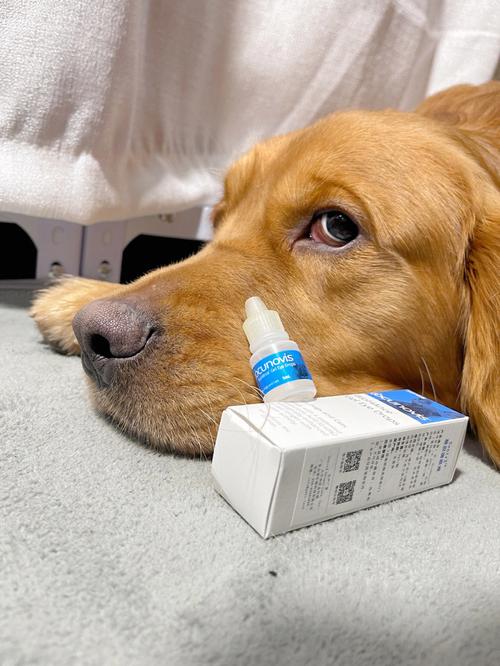 狗狗可以用红霉素眼膏吗,狗狗可以用红霉素眼膏吗?,狗狗可以滴珍视明眼药水吗？
