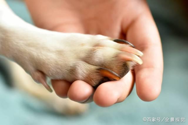 狗狗磨爪子,狗狗磨爪子是怎么回事,为什么狗狗爱用爪子扒东西？