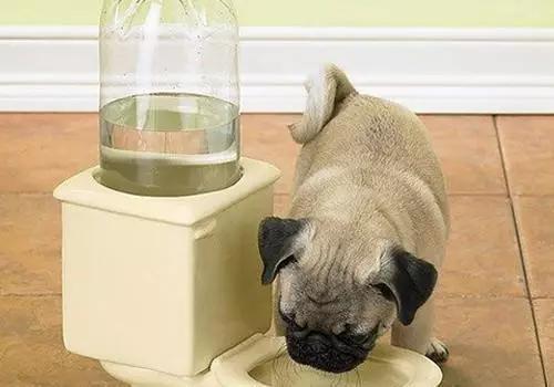 狗狗突然不喝水,狗狗突然不喝水怎么回事,小狗不排尿怎么回事？