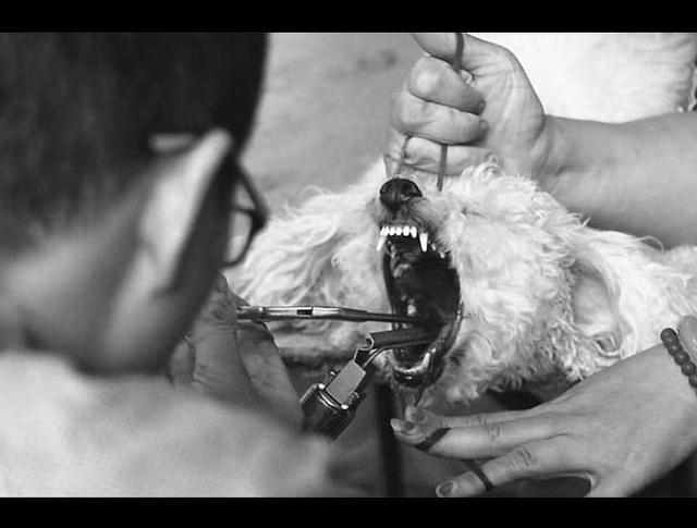 狗狗声带手术,狗狗声带手术多少钱,公狗为什么没有喉结？