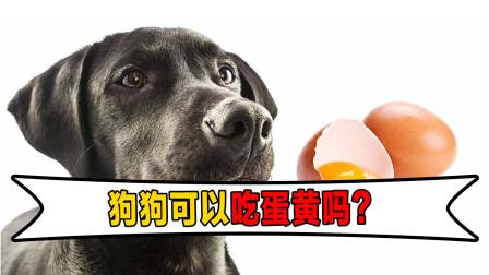 狗狗吃蛋黄好吗,狗狗吃蛋黄好吗?,狗狗能吃蛋黄吗？