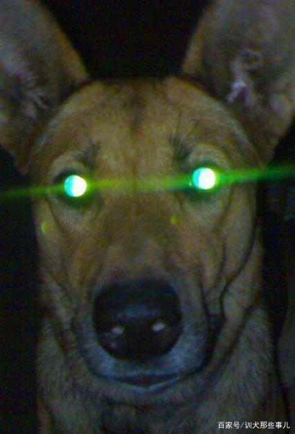 狗狗有夜视能力吗,狗狗自己过夜会害怕吗,动物在完全无光的地方能看清吗？