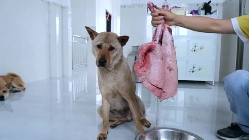 狗狗可以吃心肺吗,狗心肺能吃吗,狗可以吃猪肺吗？