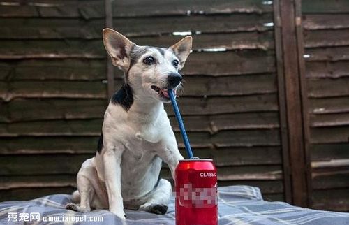 狗狗能喝碳酸饮料吗,狗狗能喝碳酸饮料吗,狗狗为什么不能喝可乐？