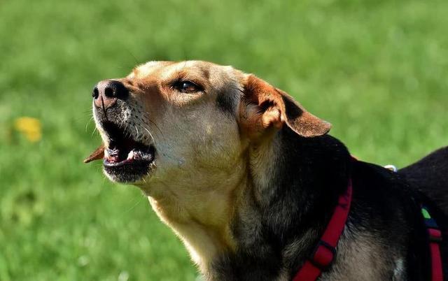 狗狗鼻腔里呼哧呼哧声,狗狗鼻腔里呼哧呼哧声怎么办,小狗嗓子总是发出呼哧，的声音。鼻子还喷出水来。是怎么回事？