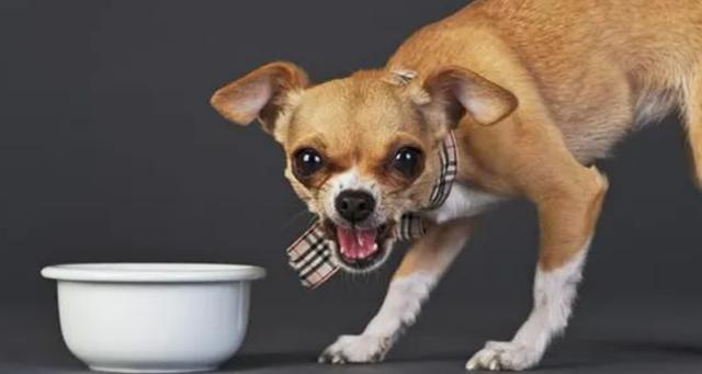 狗狗不能吃的20种食物,狗狗不能吃的20种食物图片,狗狗得了细小,不给他喝水会死吗？