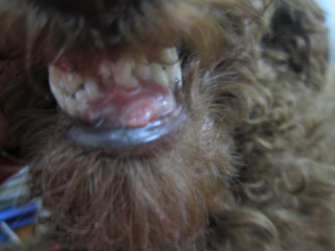 狗狗牙龈息肉,狗狗牙龈息肉和瘤怎么区别,狗狗眼睛息肉怎么办？