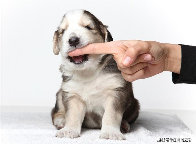 狗狗咬主人手,狗狗咬主人手指意味着什么,狗狗轻轻咬你的手什么意思？