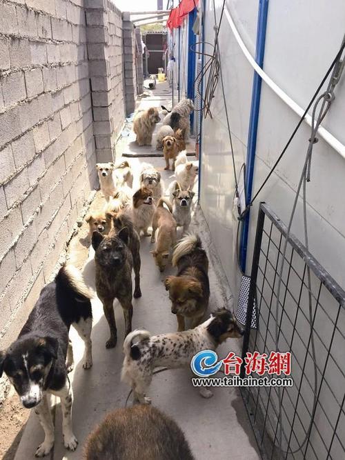 杭州狗狗救助站,杭州狗狗救助站电话,杭州孤儿院在什么地方？