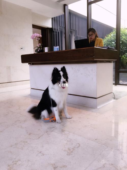 狗狗可以住酒店吗,狗狗可以住酒店吗现在,酒店可以携带宠物吗？