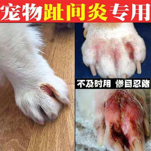 狗狗得脚气症状图片,狗狗脚趾炎用什么药最特效,家里养了狗，脚上就长脚气是不是狗的原因？