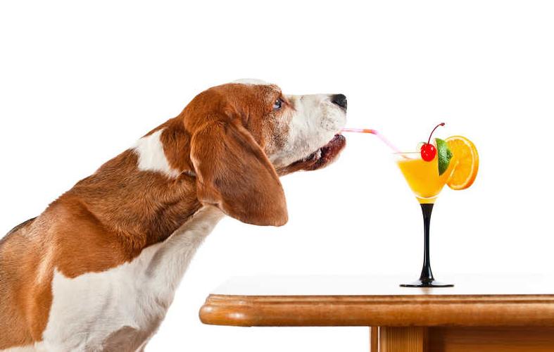 狗狗可以喝果汁吗,狗狗可以喝果汁吗?,狗能不能喝可乐？